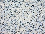 IRF3 Antibody in Immunohistochemistry (Paraffin) (IHC (P))