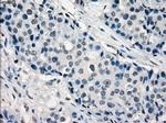 IRF3 Antibody in Immunohistochemistry (Paraffin) (IHC (P))