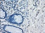 IRF3 Antibody in Immunohistochemistry (Paraffin) (IHC (P))