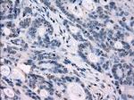 IRF3 Antibody in Immunohistochemistry (Paraffin) (IHC (P))