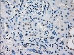 IRF3 Antibody in Immunohistochemistry (Paraffin) (IHC (P))