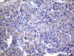 IRF3 Antibody in Immunohistochemistry (Paraffin) (IHC (P))