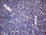 IRF3 Antibody in Immunohistochemistry (Paraffin) (IHC (P))