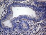 IRF3 Antibody in Immunohistochemistry (Paraffin) (IHC (P))