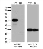 IRF3 Antibody