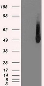 IRF3 Antibody in Western Blot (WB)