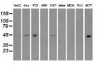 IRF3 Antibody in Western Blot (WB)