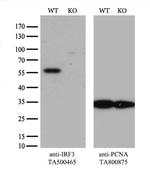 IRF3 Antibody in Western Blot (WB)