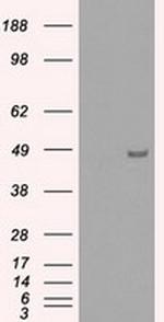 IRF3 Antibody in Western Blot (WB)