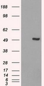 IRF3 Antibody in Western Blot (WB)