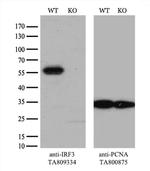 IRF3 Antibody in Western Blot (WB)