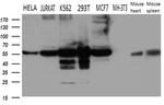 IRF3 Antibody in Western Blot (WB)