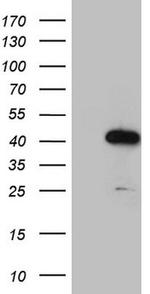 IRF3 Antibody in Western Blot (WB)