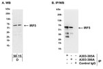 IRF5 Antibody in Western Blot (WB)