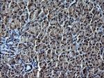 IRF5 Antibody in Immunohistochemistry (Paraffin) (IHC (P))