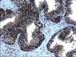 IRF5 Antibody in Immunohistochemistry (Paraffin) (IHC (P))