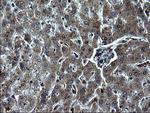 IRF5 Antibody in Immunohistochemistry (Paraffin) (IHC (P))