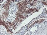 IRF6 Antibody in Immunohistochemistry (Paraffin) (IHC (P))