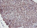 IRF6 Antibody in Immunohistochemistry (Paraffin) (IHC (P))