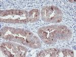 IRF6 Antibody in Immunohistochemistry (Paraffin) (IHC (P))