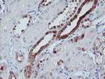 IRF6 Antibody in Immunohistochemistry (Paraffin) (IHC (P))