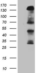 IRS1 Antibody in Western Blot (WB)