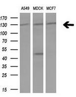 IRS1 Antibody in Western Blot (WB)