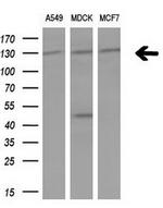 IRS1 Antibody in Western Blot (WB)