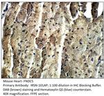 FNDC5 Antibody in Immunohistochemistry (IHC)