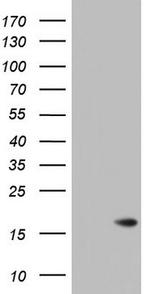 ISCU Antibody in Western Blot (WB)