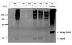 ISG15 Antibody in Western Blot (WB)