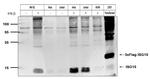 ISG15 Antibody in Western Blot (WB)