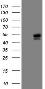 ISL1 Antibody in Western Blot (WB)