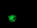 ITFG2 Antibody in Immunocytochemistry (ICC/IF)