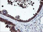 ITFG2 Antibody in Immunohistochemistry (Paraffin) (IHC (P))