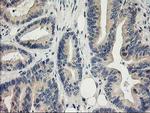 ITFG2 Antibody in Immunohistochemistry (Paraffin) (IHC (P))