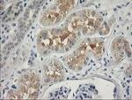 ITFG2 Antibody in Immunohistochemistry (Paraffin) (IHC (P))