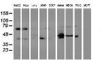 ITFG2 Antibody in Western Blot (WB)