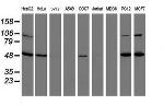 ITFG2 Antibody in Western Blot (WB)