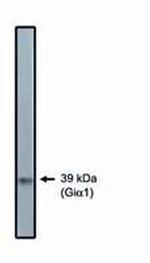 GNAI2 Antibody in Western Blot (WB)