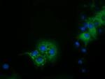 IVD Antibody in Immunocytochemistry (ICC/IF)