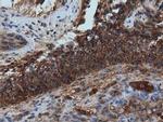 IVD Antibody in Immunohistochemistry (Paraffin) (IHC (P))