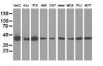 IVD Antibody in Western Blot (WB)