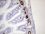 IdU Antibody in Immunohistochemistry (Paraffin) (IHC (P))