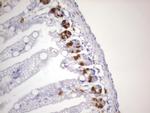 IdU Antibody in Immunohistochemistry (Paraffin) (IHC (P))