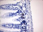 IdU Antibody in Immunohistochemistry (Paraffin) (IHC (P))