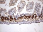 IdU Antibody in Immunohistochemistry (Paraffin) (IHC (P))