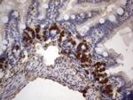 IdU Antibody in Immunohistochemistry (Paraffin) (IHC (P))