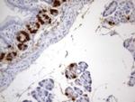 IdU Antibody in Immunohistochemistry (Paraffin) (IHC (P))