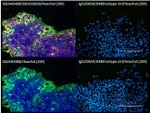 Mouse IgG1 Isotype Control in Immunocytochemistry (ICC/IF)